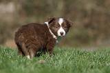 BORDER COLLIE 800